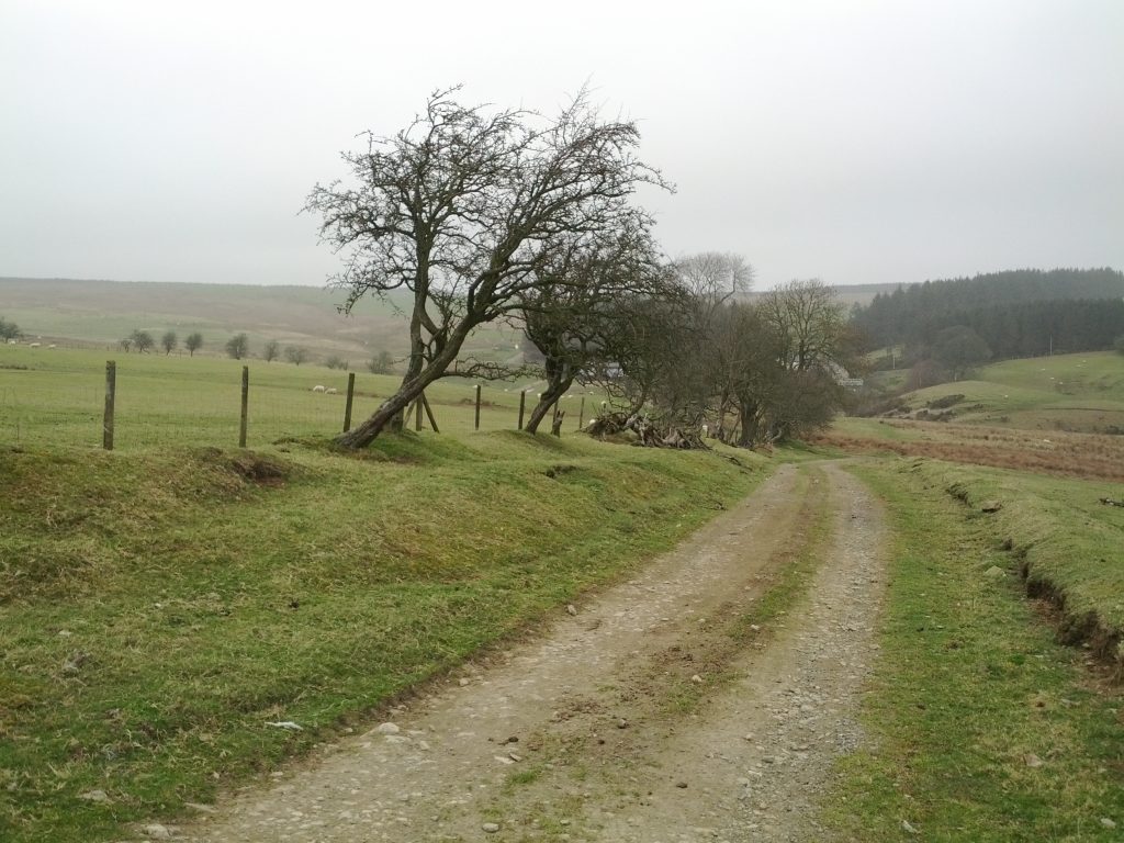 Looking down a green lane in Wales